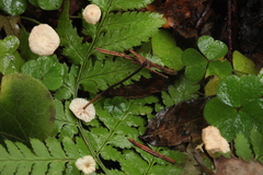 Paragymnopus perforans