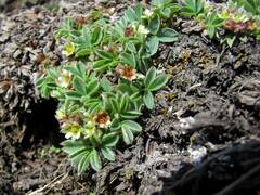Potentilla tetrandra