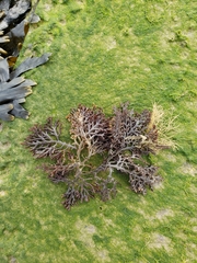 Fucus vesiculosus