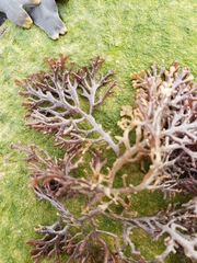 Fucus vesiculosus