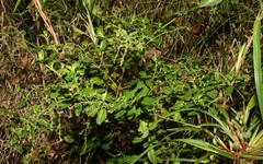 Gonocarpus oreophilus