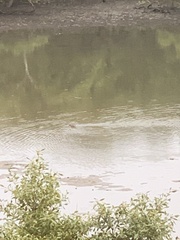 Numenius madagascariensis