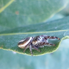 Dendryphantes mordax