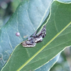 Dendryphantes mordax