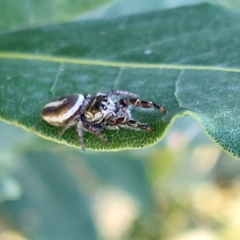 Dendryphantes mordax