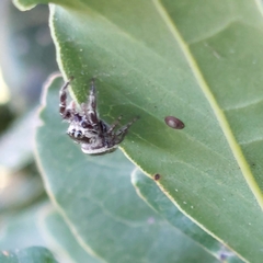Dendryphantes mordax