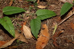 Leichhardtia longiloba