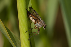 Rhagio scolopaceus