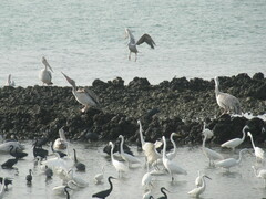 Pelecanus rufescens