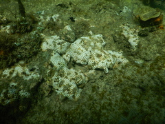 Leptastrea