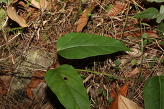 Leichhardtia longiloba