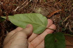 Leichhardtia longiloba