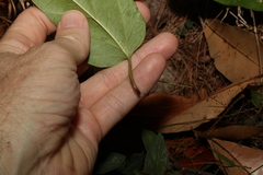 Leichhardtia longiloba