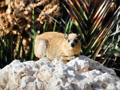 Procavia capensis habessinicus