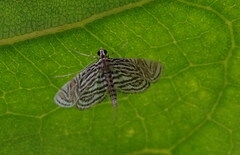 Aulacodes traversalis