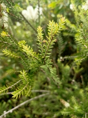 Melaleuca squarrosa