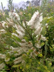Melaleuca squarrosa