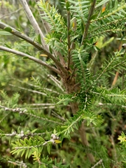 Melaleuca squarrosa