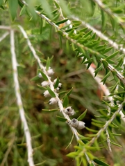 Melaleuca squarrosa