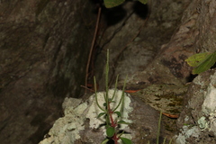 Peperomia leptostachya