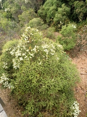 Melaleuca squarrosa