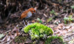 Grallaria rufocinerea