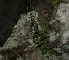Peperomia leptostachya