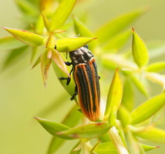 Castiarina praetermissa