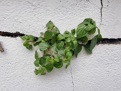 Parietaria judaica