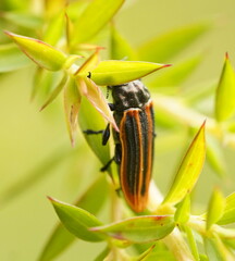 Castiarina praetermissa