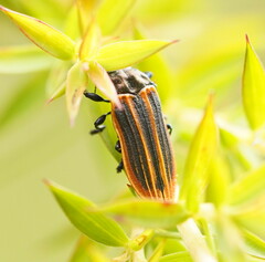 Castiarina praetermissa