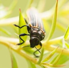 Castiarina praetermissa
