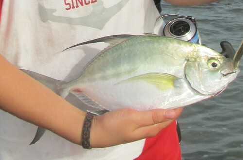 Senegal jack (Caranx senegallus) — Carangidae