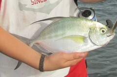 Caranx senegallus