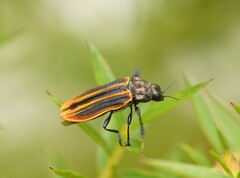 Castiarina praetermissa