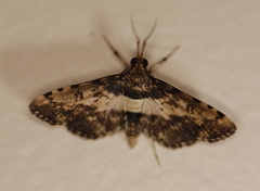 Nacoleia amphicedalis