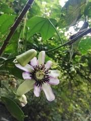 Passiflora dawei