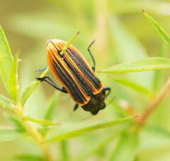 Castiarina praetermissa