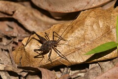 Australotettix