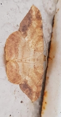 Luxiaria amasa