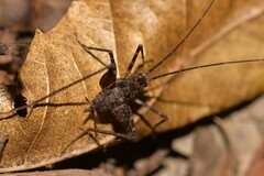 Australotettix
