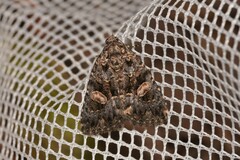 Condica macrosema