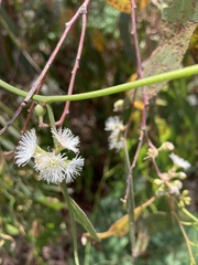 Eucalyptus nitida
