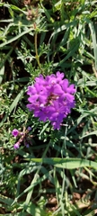 Glandularia tenera