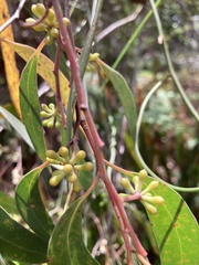 Eucalyptus nitida