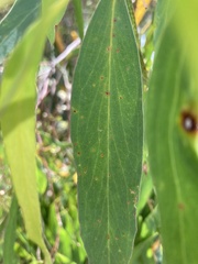 Eucalyptus nitida
