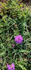 Glandularia tenera