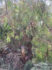 Eucalyptus nitida
