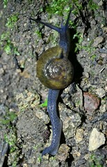 Helicarionoidea