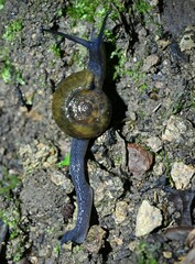 Helicarionoidea